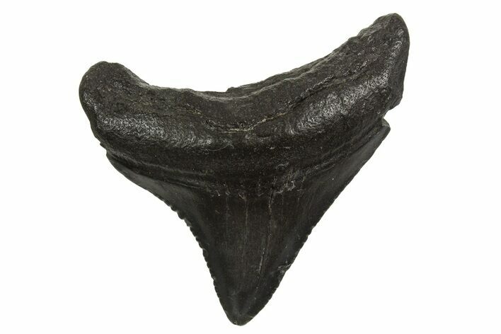 Juvenile Megalodon Tooth - South Carolina #340578